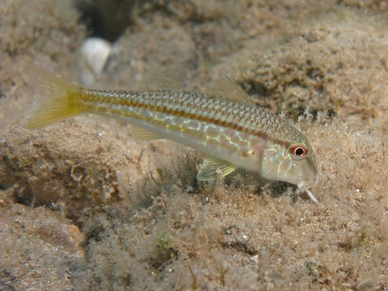 Mullus barbatus (Linnaeus, 1758)